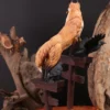 Licensed Guardian Spirit Fox V2 - Original Design Resin Statue - Manas Workshop - Image 3
